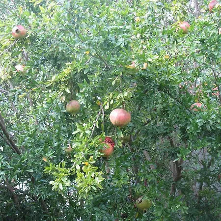 La Felice Casa Di Nonno Battistino *