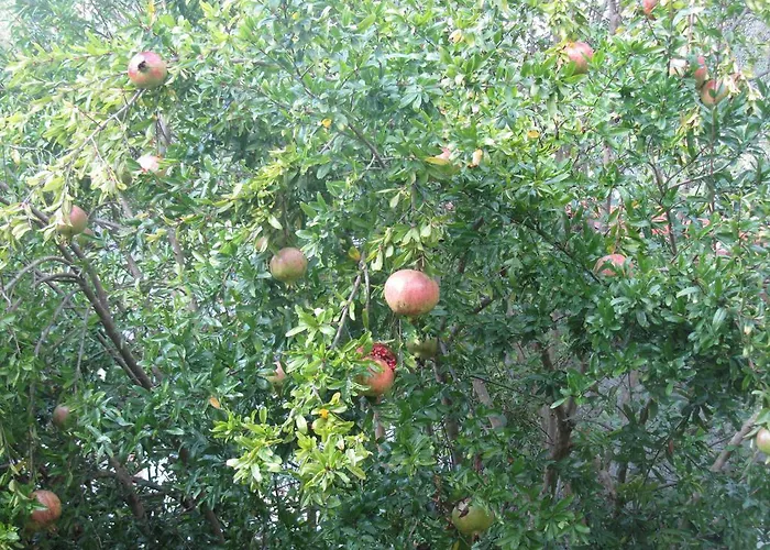 La Felice Casa Di Nonno Battistino *